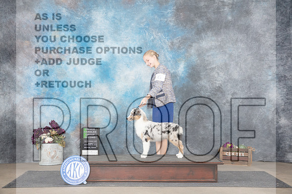 Minature American Shepherd #6 Sun OHG2 Judge Joan Liebes__JP_8122_Belton_2024_HR3