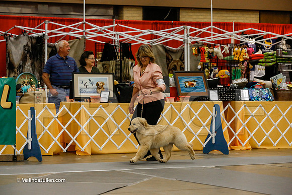 4-6 Month Beginner Puppy Friday Rings_CL_1509-HR3