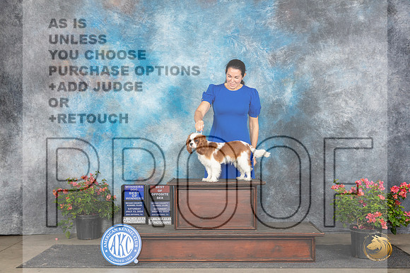 Cavalier King Charles Spaniel #9 Sat WDBOWBOS Judge Christ Martinez__JP_5475_San Antonio_2024_HR3