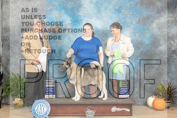 Norwegian Elkhound #5 Fri OHG2 G4 Judges Steele Wolf_JP_6034_Humble2023_HR3