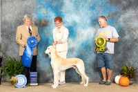 Saluki #15 Fri G1 Judge Judge Jon Titus Steele