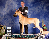 Great Dane #30 G4 Joiner Danielle & Charles Joiner Graig & Sally Lynn Judge D Cline J+