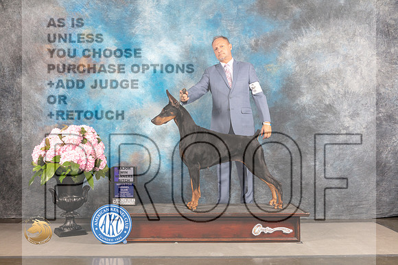 Doberman Pinscher #12 THU WB Major _MJ_5471_Houston_2022_HR3