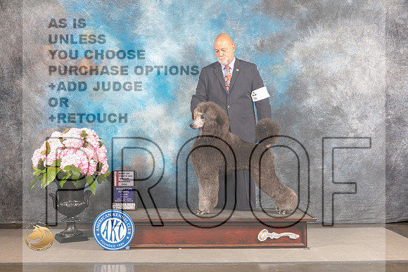 Poodle Standard #11 FRI WD BOP Judge Steven Keating_MJ_5627_Houston_2022_HR3