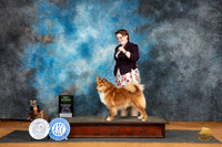 Icelandic Sheepdog #5 Sat BVet Judge Denise Dean