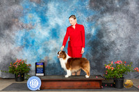 Miniature American Shepherd #11 Sat BOB Judge Polly (Mrs Robert) D Smith