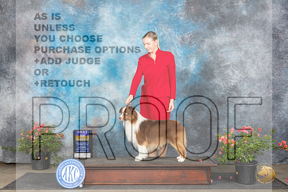 Miniature American Shepherd #11 Sat BOB Judge Polly (Mrs Robert) D Smith__JP_6195_San Antonio_2024_HR3