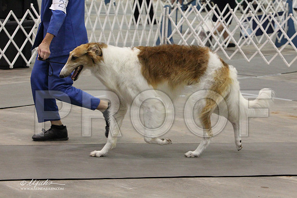 Borzoi-9670LR