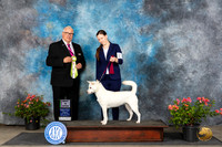 Kishu Ken #6 Sun BOpenShow Judge John Booth
