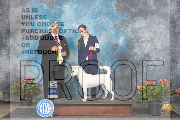 Kishu Ken #6 Sun BOpenShow Judge John Booth__JP_5986_San Antonio_2024_HR3