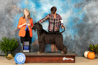 Afghan Hound #8 Sat BOBch Judge Angela Pickett