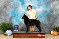 Belgian Sheepdog #8 Sat G4 Judge Kim Meredith