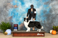 Border Collie #5 Sat G2 Judge Kim Meredith