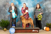 Chinese Shar Pei #7 Sat OHBIS Judge David Peak