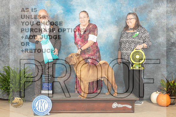 Chinese Shar Pei #7 Sat OHBIS Judge David Peak_JP_6847_Humble2023_HR3