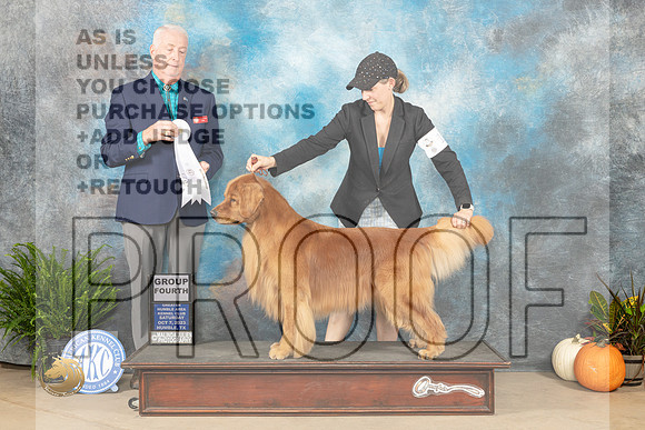 Golden  Retriever #15 Sat G4 Judge Steve Keating_JP_6742_Humble2023_HR3