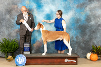 Ibizian Hound #5 Sat G4 Judge David Peat