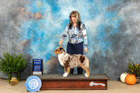 Miniature American Shepherd #6 Sat G1 Judge Kim Meredith