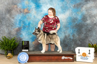 Norwegian Elkhound #? OHRBIS Judge Carol Jean Nelson