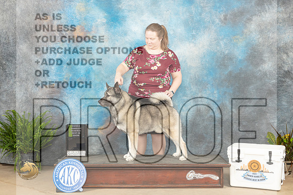 Norwegian Elkhound #? OHRBIS Judge Carol Jean Nelson_JP_6868_Humble2023_HR3