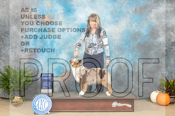 Miniature American Shepherd #6 Sat G1 Judge Kim Meredith_JP_6834_Humble2023_HR3