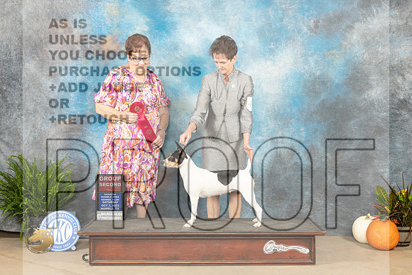 Rat Terrier #6 Sat G2  Judge Pamela Peat_JP_6776_Humble2023_HR3