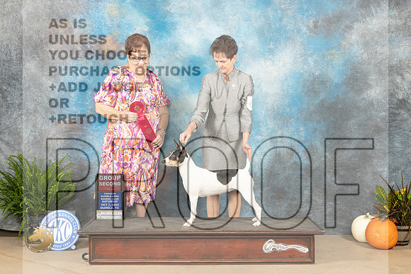 Rat Terrier #6 Sat G2  Judge Pamela Peat_JP_6777_Humble2023_HR3