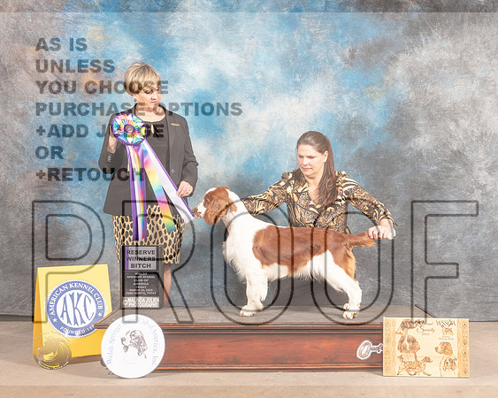 Welsh Springer Spaniel #22 Fri RWB Judge Peggy Beisel McIlwainer-MMJ_7876-FW2022-HR3