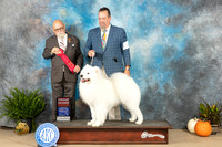 Samoyed SAT  #5 G2 Judge David Peat