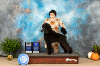 Standard Poodle #9 SAT BOWWD Judge Pamela Peat