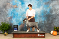 Standard Schnauzer #8 Sat G3OH Judge Steve Keating
