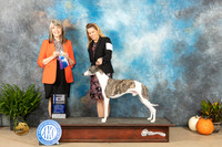 Whippet #19 Sat BOW Judge Angela Pickett