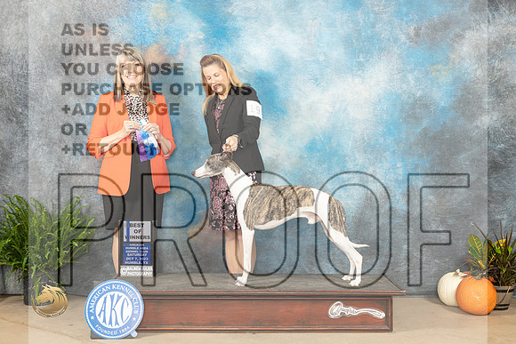 Whippet #19 Sat BOW Judge Angela Pickett_JP_6414_Humble2023_HR3