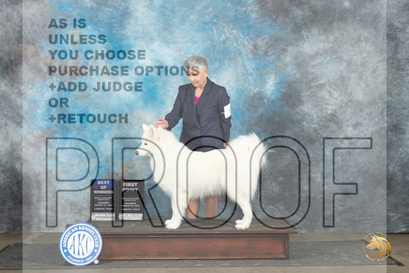 Samoyed #6 Sat BOW Judge Debra Thornton__JP_3655_Lubbock_2024_HR3