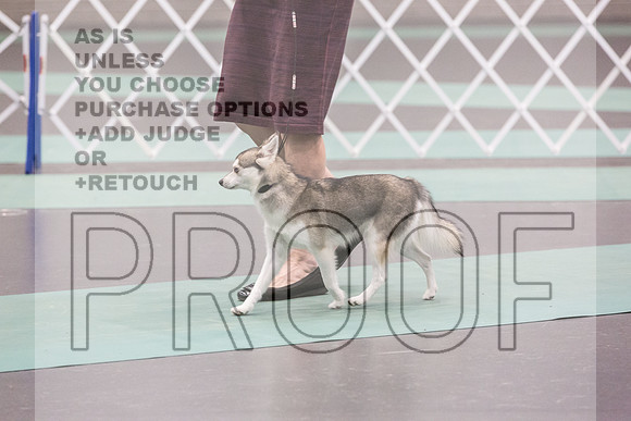 Alaskan Klee Kai Rings Sat 2_JJL_9016_UKCLNGVIEWOCT2024_2024_HR3