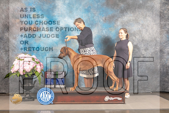 Rhodesian Ridgeback #36 SAT WB BOW BBE Judge Timothy Catterson_MJ_6230_Houston_2022_HR3