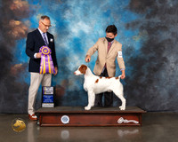 Brittany #17 Web BISS Judge David Haddock
