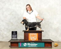 Basset Bleu de Gascogne #232 Sat TDG1 Judge Pamela Perdue