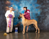 Great Dane #44 Wed BISS Judge Cathy De La Garza