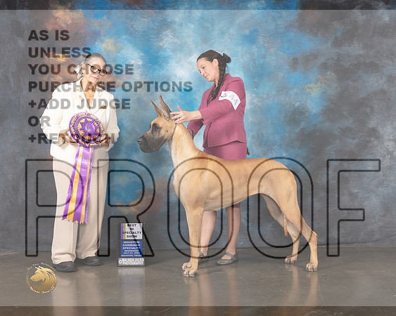 Great Dane #44 Wed BISS Judge Cathy De La Garza-MMJ_0061-HOUSTON21-HR3