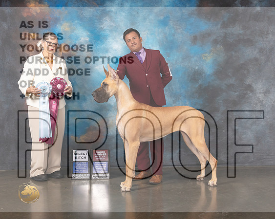Great Dane #54 Wed SB OHBOB Judge Cathy De La Garza-MMJ_0029-HOUSTON21-HR3