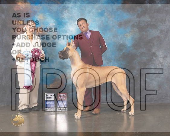 Great Dane #54 Wed SB OHBOB Judge Cathy De La Garza-MMJ_0032-HOUSTON21-HR3