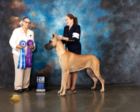 Great Dane #56 Wed WB BOW Judge Cathy De La Garza