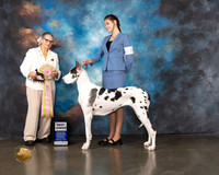 Great Dane J604 Wed BJH Judge Cathy De La Garza