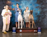 Great Dane J611-R J604 BJ Judge Cathy De La Garza