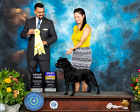 Staffordshire Bull Terrier #10 Sat G3 Judge Joao Machado