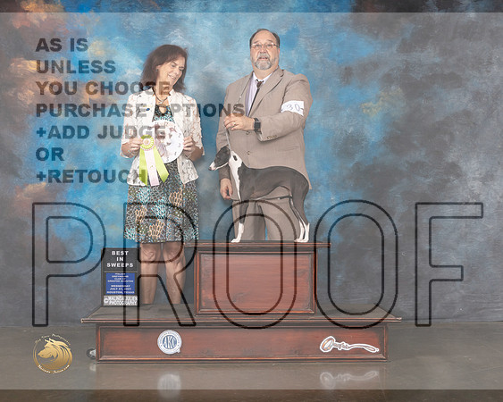Italian Greyhound #1 Wed BISweeops Judge Miki Coney-MMJ_0094-HOUSTON21-HR3