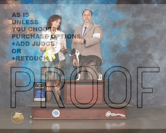 Italian Greyhound #1 Wed BISweeops Judge Miki Coney-MMJ_0095-HOUSTON21-HR3