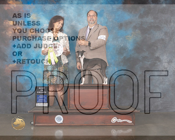 Italian Greyhound #1 Wed BISweeops Judge Miki Coney-MMJ_0098-HOUSTON21-HR3