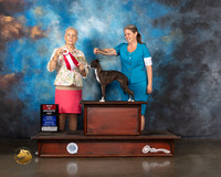 Italian Greyhound #10 Wed BOS Judge Erika Moureau